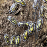 Porcellio Haasi High Yellow